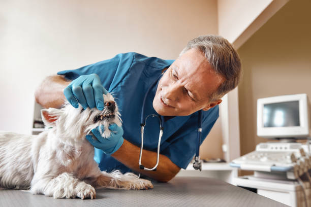 Best Pediatric Emergency Dentist in Loop, PA